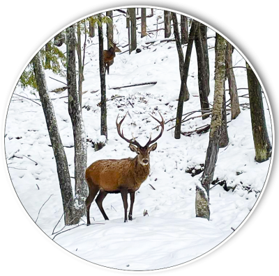 Cerf accueil